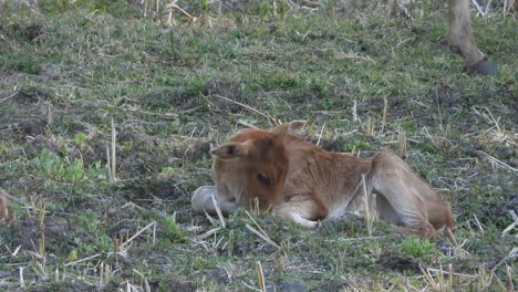 Cow-lamb-in-ground-relaxing-