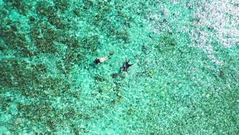 Young-tourists-swimming-and-snorkeling-on-crystal-emerald-water,-watching-sea-bottom-with-coral-reefs-and-pebbles-in-Caribbean