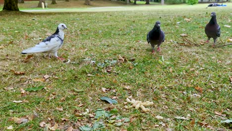 Palomas-Tratando-De-Robar-Maní-De-Una-Ardilla-En-El-Parque-Durante-El-Otoño