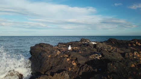 drone moving slowly forward into beach rocks with mediterranean gull on the center