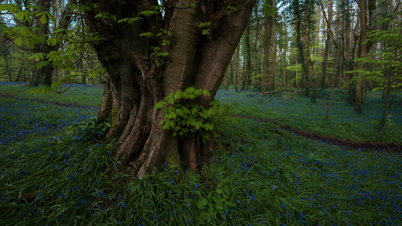 lapso de tiempo del bosque de campanillas durante la primavera en el parque natural de irlanda