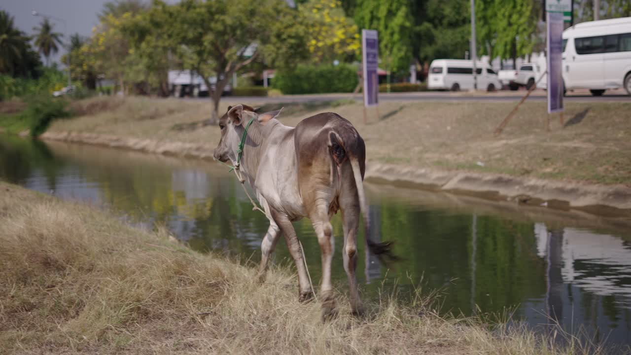A cow walks along a canal bank next to a road with traffic