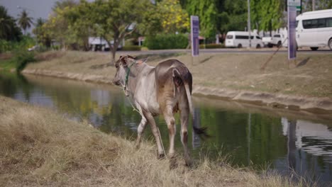 A cow walks along a canal bank next to a road with traffic