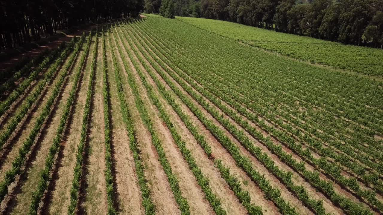 fincas vinícolas con filas de viñedos en constantia, ciudad del cabo, sudáfrica