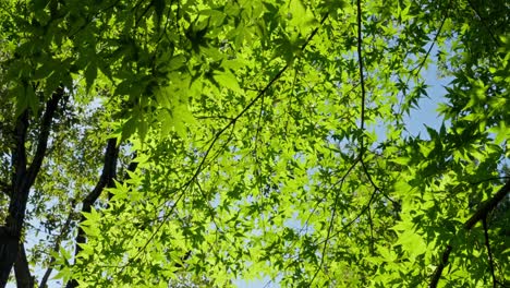 Maple fresh green reaves in summer