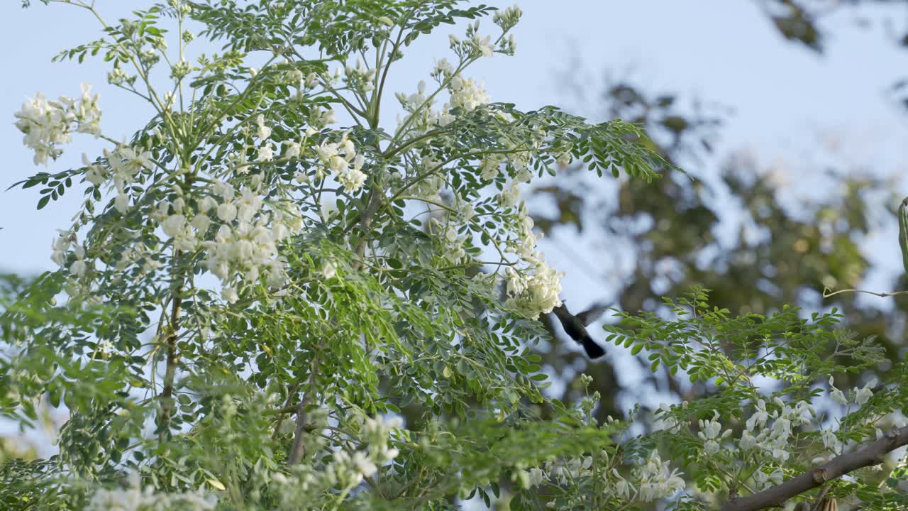 disparo en cámara lenta de un colibrí verde alimentándose de las flores blancas de un árbol en un entorno tropical