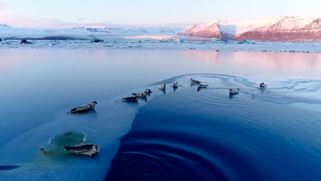 panoramic view of seals on white ice floe in iceland, under the red sunset. we can see glacier and the sky in the horizon. a seal enter the sea.