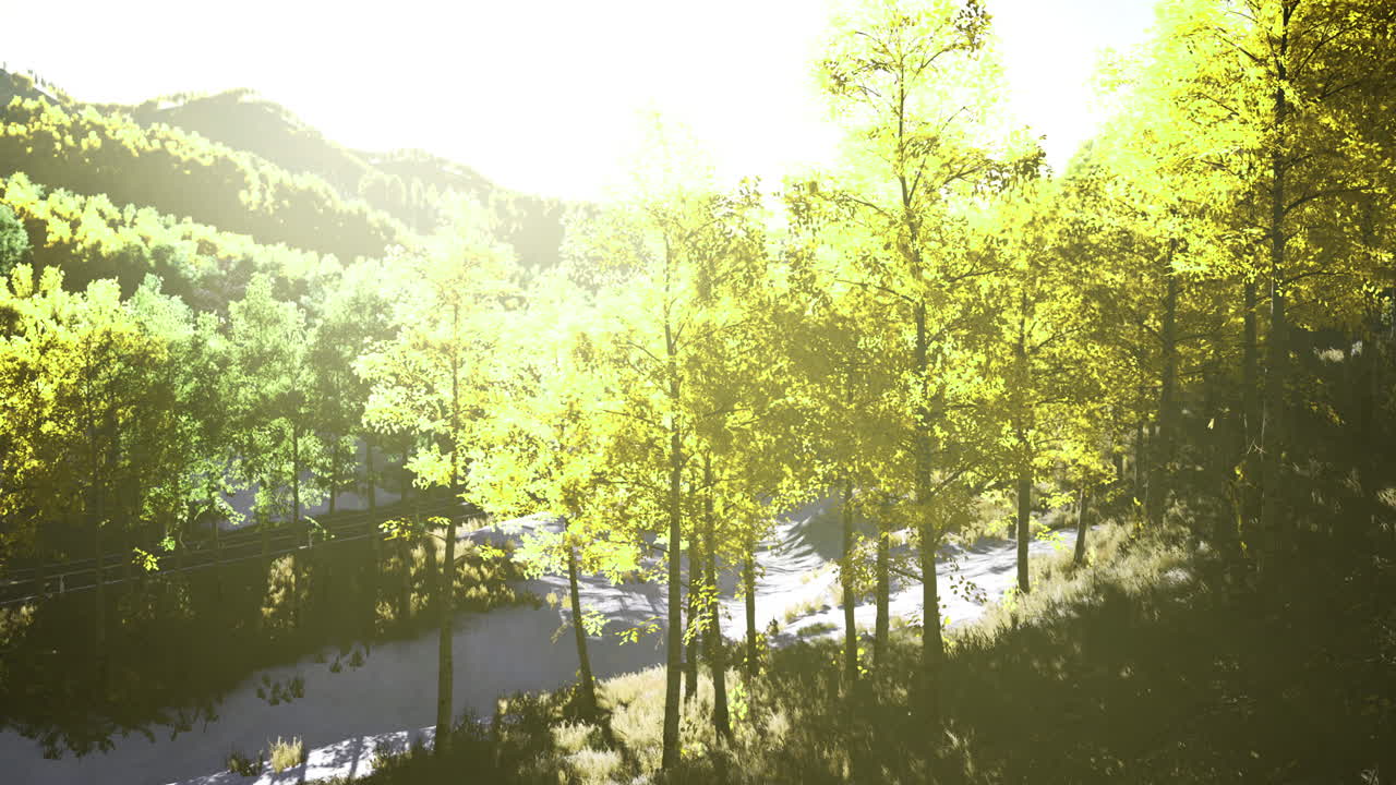 Lush green trees illuminated by bright sunlight in a serene landscape