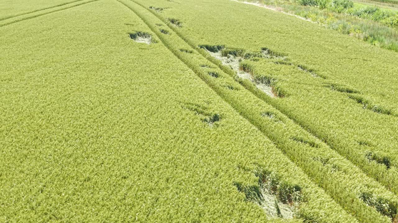 Golden grain fields from above with scattered patterns, circular and linear formations visible