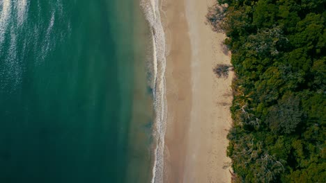 playa tropical perfecta en la selva tropical de cape tribulation daintree