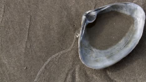 -A-Seashell-on-the-Seashore-at-Blackwater-National-Wildlife-Refuge,-Maryland,-United-States---Close-Up