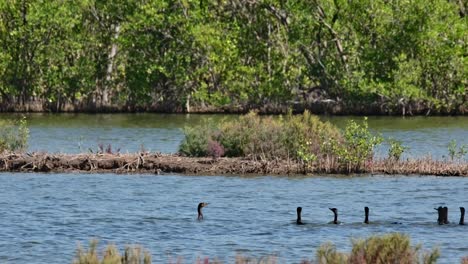 Moving-to-the-right-in-flock-diving-for-fish-and-whatever-and-then-an-Egret-flies-to-the-right,-Little-Cormorant-Microcarbo-niger,-Thailand