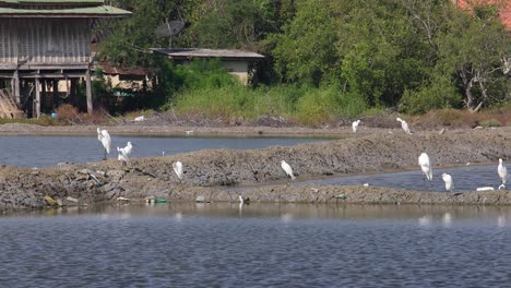 4k nature reserve with white egret water birds feeding on the salt lakes of phetchaburi, thailand