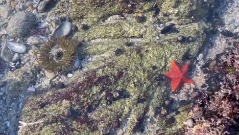 Tidepools-in-Monterey-Bay,-California