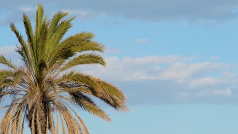 view of the crown of the palm tree moving its branches with the wind with a blue background with a negative space to the right