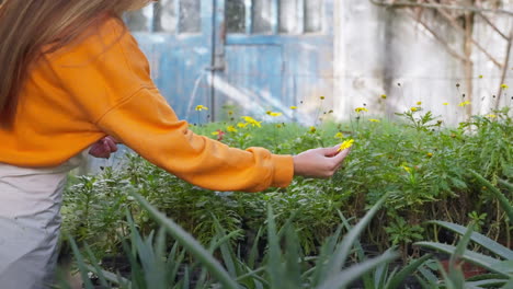 woman examining yellow flowers in a greenhouse