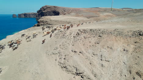 flying-over-a-flock-of-sheep-and-goats:-on-the-coast,-in-a-desert-area-where-you-can-see-the-ocean