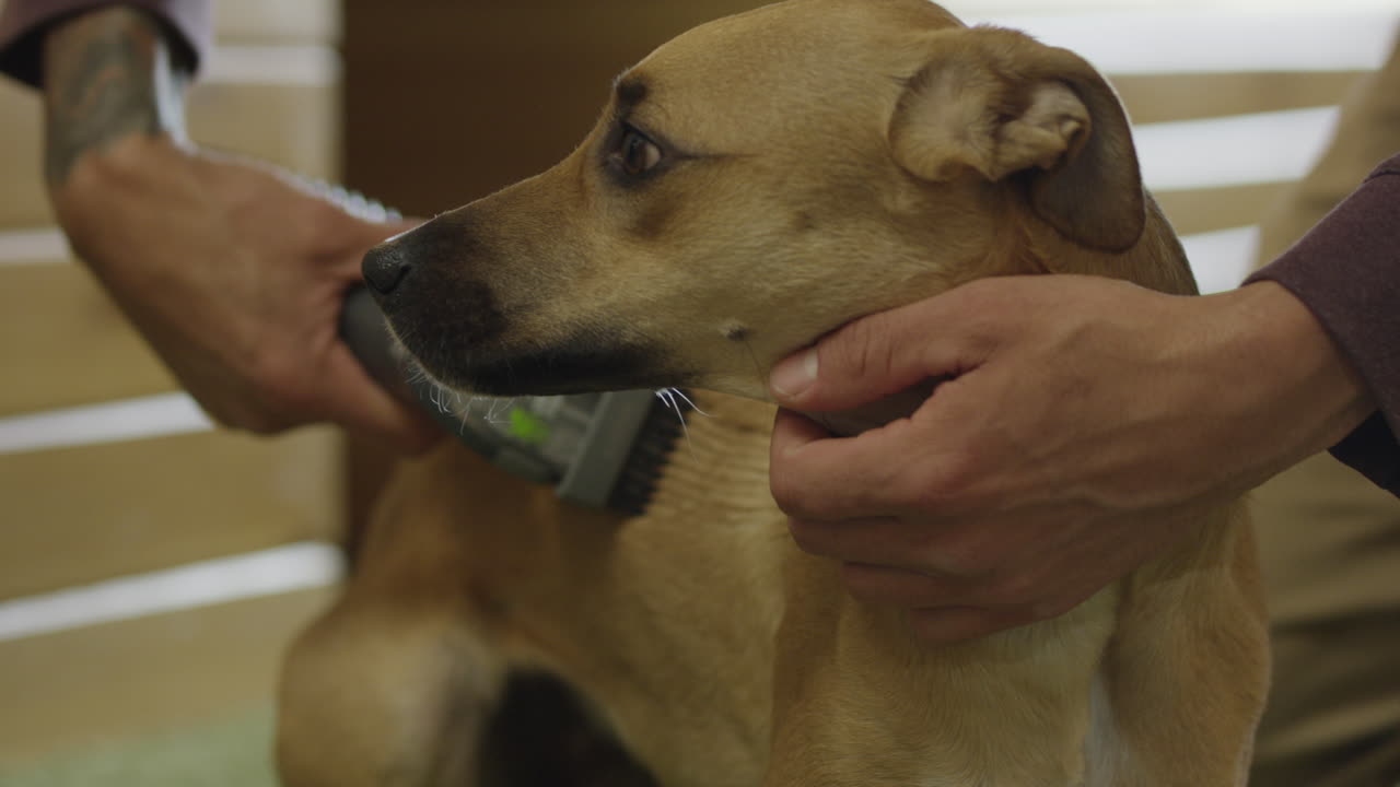 진공 청소기로 개 청소를 닫습니다