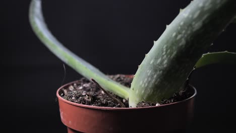 Planta-De-Aloe-Vera-En-Una-Maceta-Para-Tratamientos-De-Cuidado-De-La-Piel-Y-Remedios-Caseros