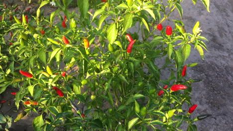 Rote-Scharfe-Chilischoten.-Scharfes-Essen.-Bio-Zutaten