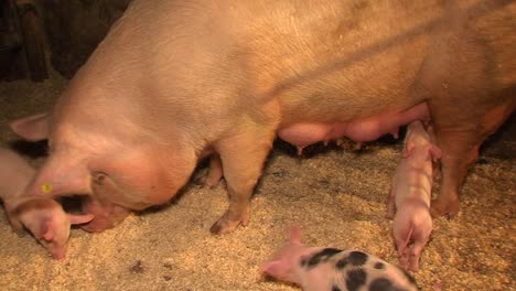 giant sow and small spotted baby pigs playing and feeding in stable, pan shot