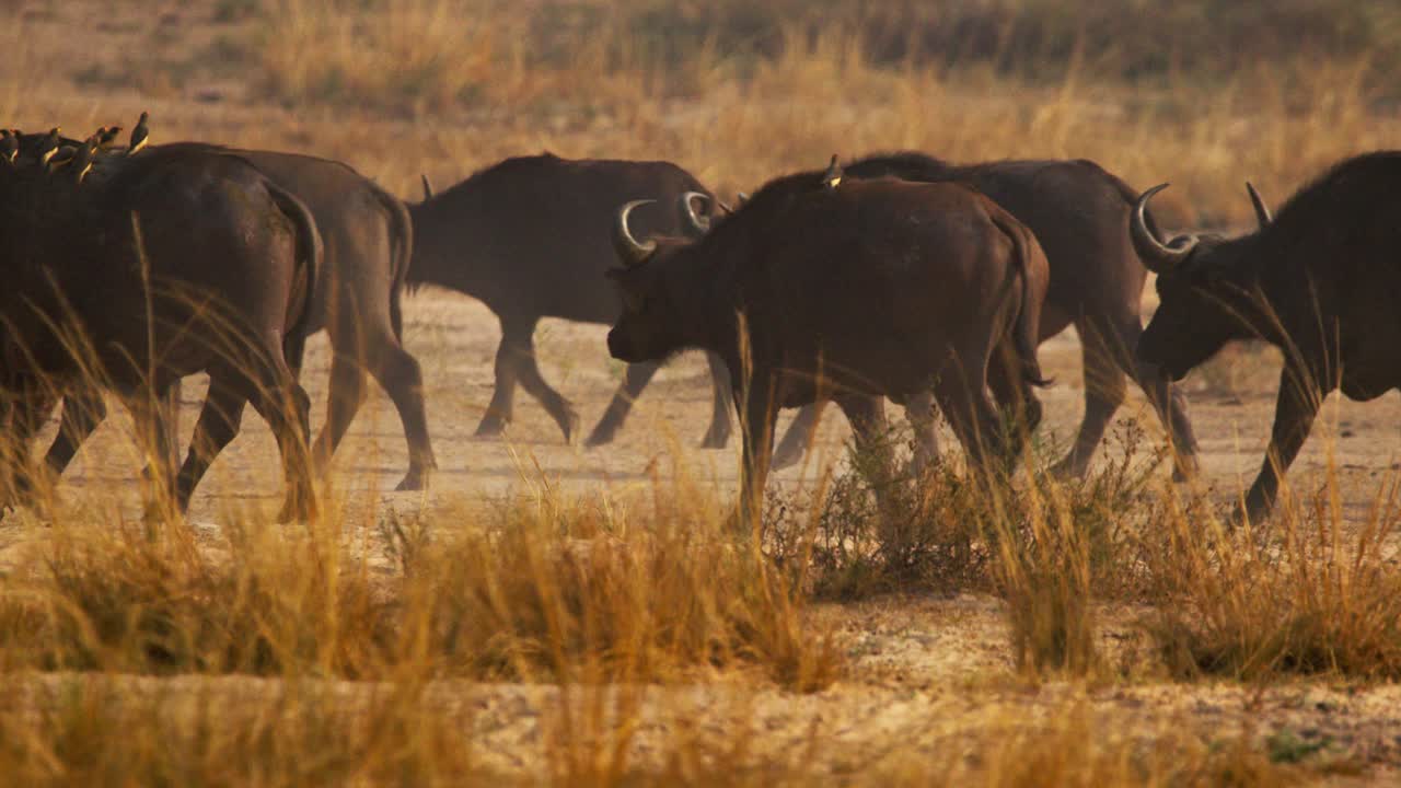 Herd of African buffalo moves steadily across golden savannah grass at dawn in a protected Uganda wildlife reserve, oxpeckers perched on backs, dust rising under soft morning light, static shot
