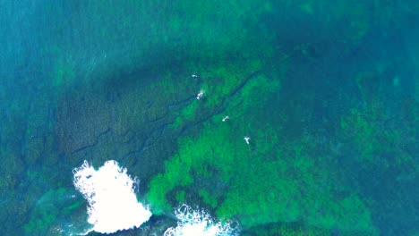 drone aerial landscape of point break wave breaking along shallow reef inlet channel with surfers floating on surface sydney australia nature outdoors water activities holidays