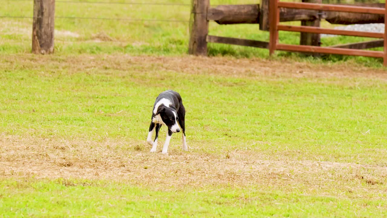 Border Collie herding dog follows farmer across grassy field, natural daylight, steady camera, rural setting