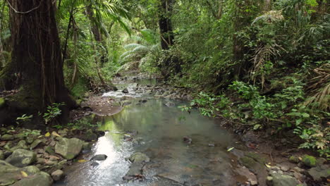 Río-Que-Fluye-A-Través-Del-Denso-Bosque.---Aéreo