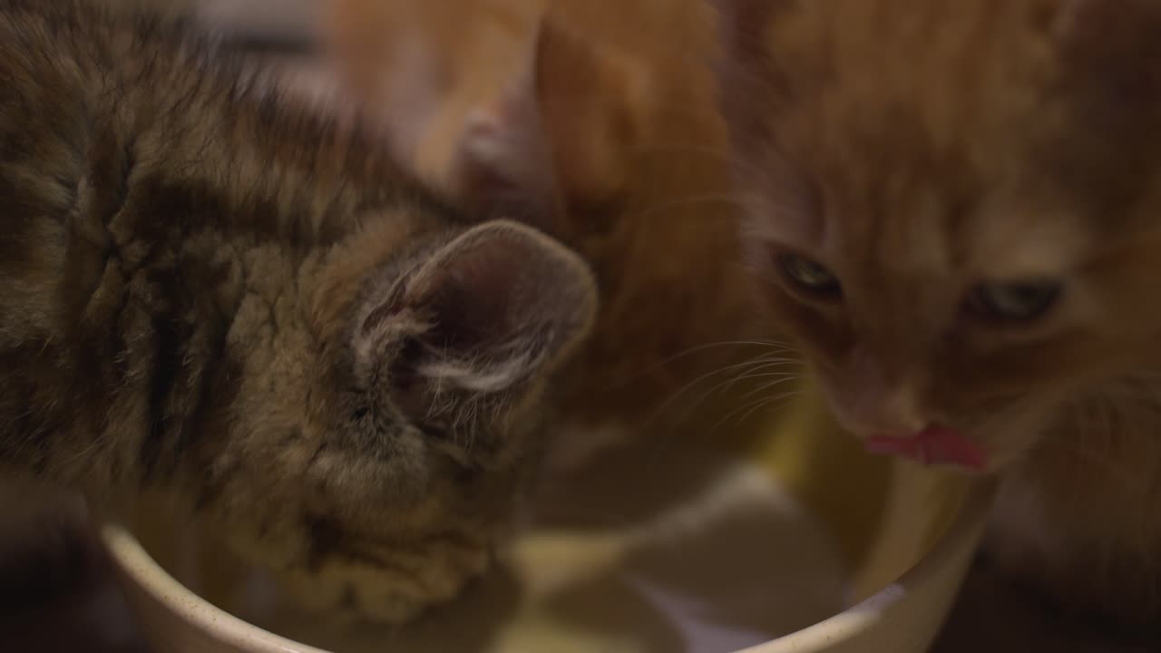 Three kittens drinking milk together