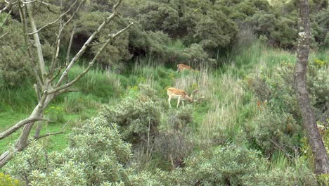 Zooming-in-on-a-male-fallow-deer