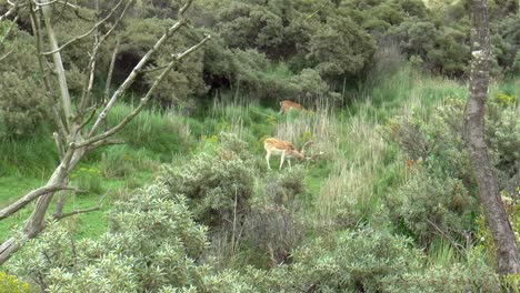 acercándose a un gamo macho
