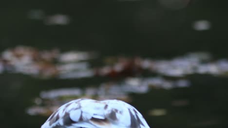 Muscovy-duck-seen-from-behind-grooming-its-brown-white-plumage-thick-feather-coat-with-out-of-focus-blurred-pond-with-leaves-floating-on-top