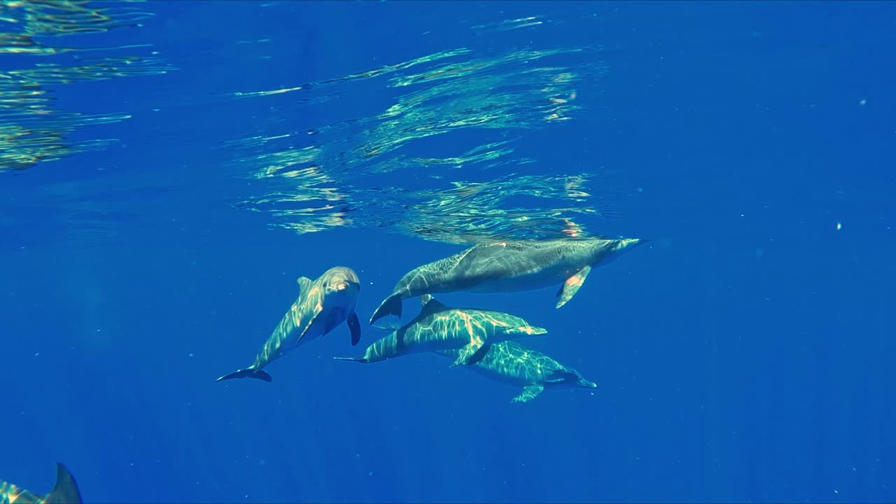 grupo de delfines nadando en el océano con luz solar en el agua - toma submarina