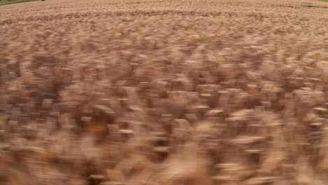 flight over the wheat field at sunset
