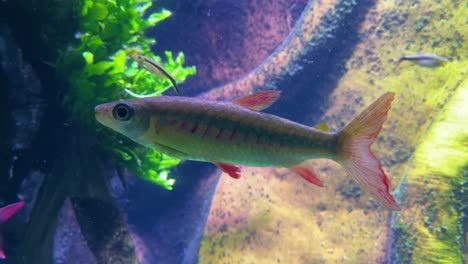 captura submarina de un pez cardenal tetra paracheirodon axelrodi nadando bajo el agua