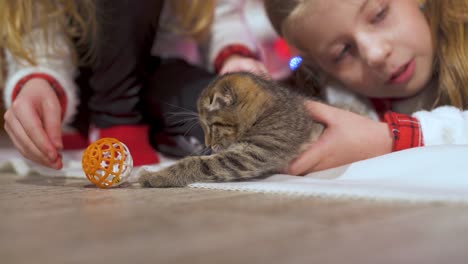 lovely kitten. little girls playing with adorable gray kitty on the floor. beautiful pet plays with a plastic ball. close-up