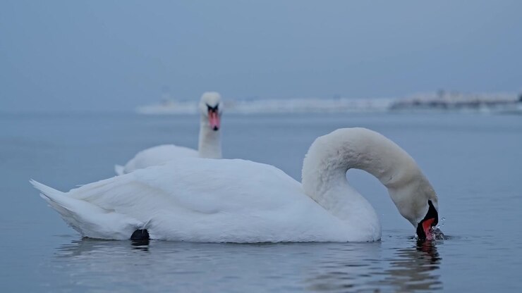White swan lowers its head to drink in calm icy water during severe winter