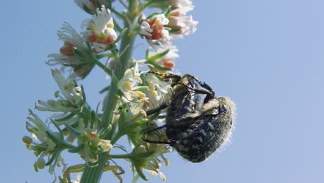 close up of two black and white chafer beetles mating on blossoming plant against blue sky