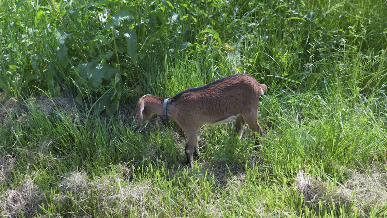 화창한 날에 잡초에서 먹이를 주는 갈색 염소의 손에 든 샷