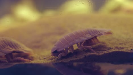 pair of marine isopod - bathynomus doederleinii crawling on the sand of an aquarium in numazu, japan