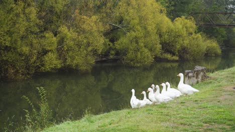 un grupo de gansos blancos sentados junto a la orilla de un río en deloraine, tasmania.