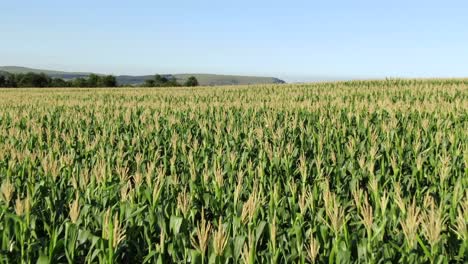 Antena-Baja-Sobre-Tallos-Verdes-Sanos-De-Mielies-En-El-Campo-De-Maíz-Africano