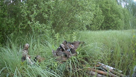 young wild ducks (anas platyrhynchos) taking their evening toilet