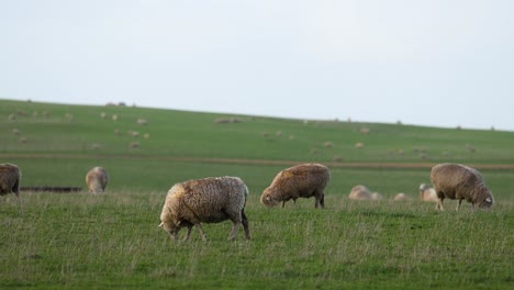 ovejas pastando en un campo cerca de los doce apóstoles