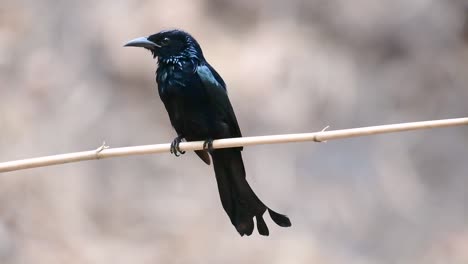 El-Drongo-Con-Cresta-De-Pelo-O-Es-Un-Ave-En-Asia-De-La-Familia-Dicruridae-Que-Era-Conespecífico-Con-Dicrurus-Bracteatus-O-Drongo-Con-Lentejuelas-En-El-Que-Puede-Ser-Difícil-Diferenciar-Entre-Sí