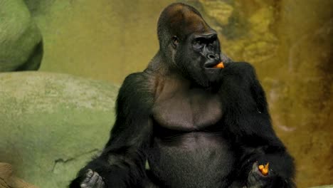 a gorilla sitting on a stone while at a local zoo