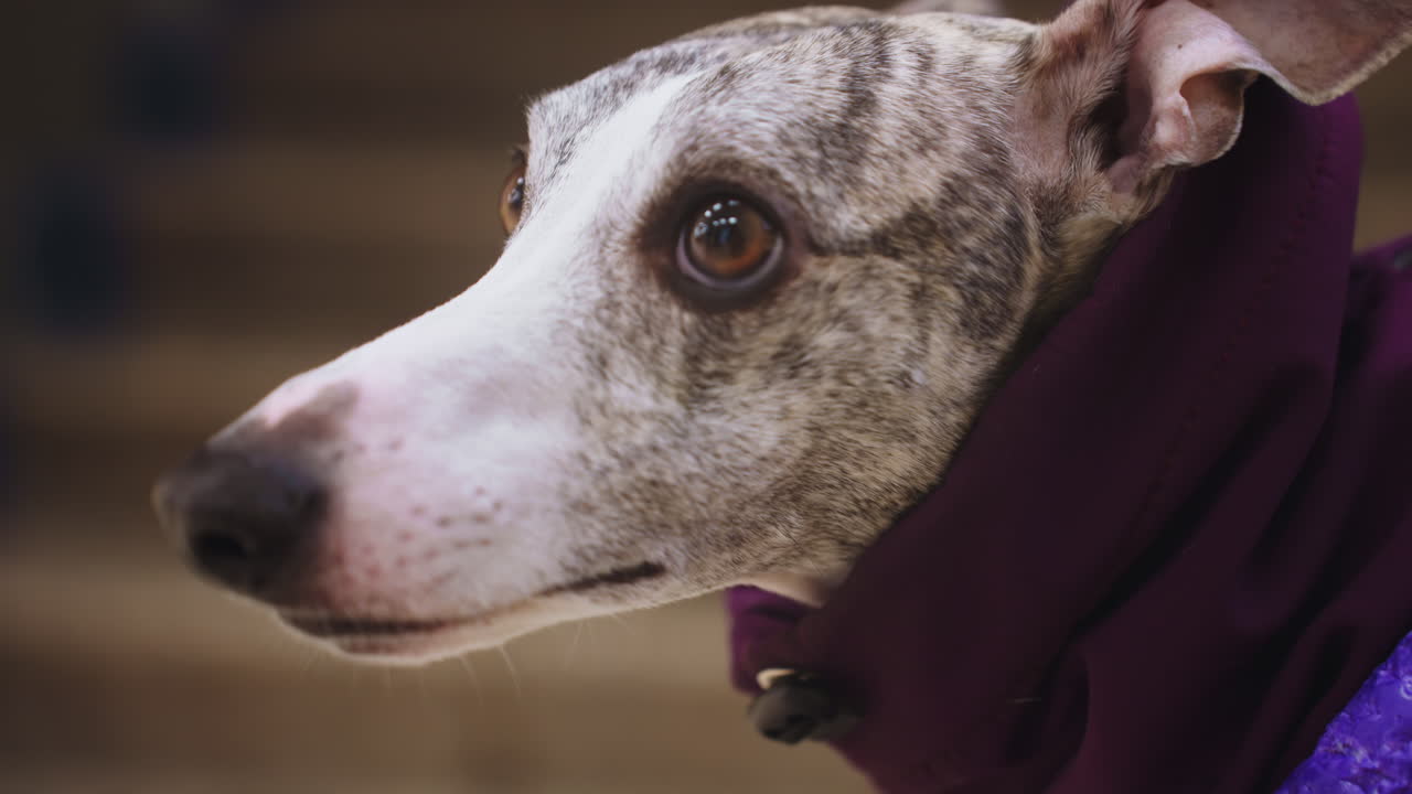 Extreme close-up of whippet in purple jacket indoors near stairs, showing focused eyes, soft fur, and relaxed expression, highlighting texture of brindle coat and intimate pet moment in urban setting