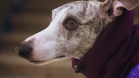 extreme close-up of whippet in purple jacket indoors near stairs, showing focused eyes, soft fur, and relaxed expression, highlighting texture of brindle coat and intimate pet moment in urban setting