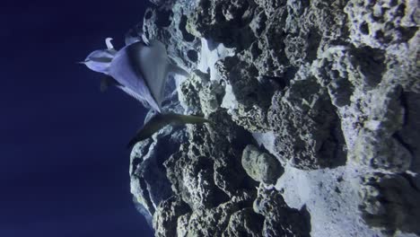 vertical shot of bluefin tuna swimming an aquarium with hard corals and sandy bottom